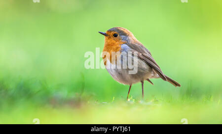 Red Robin (Erithacus rubecula aux abords) sauter sur le sol lumineux sur fond vert. Cet oiseau est un compagnon régulier lors des activités de jardinage Banque D'Images