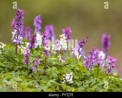 Blooming hollow-racine (Corydalis cava) sur le sol de la forêt dans un parc au printemps Banque D'Images