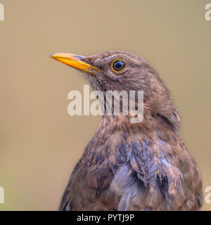 Portrait de femme Blackbird (Turdus merula) sur fond marron clair Banque D'Images