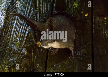 Otter humide assis sur la rive sur les planches humides closeup portrait animal Banque D'Images