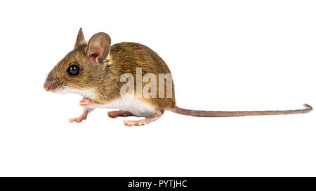 Vue latérale d'une souris en bois (Apodemus sylvaticus) assis sur fond blanc Banque D'Images