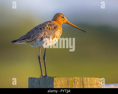 Barge à queue noire (Limosa limosa) perché sur un poteau Banque D'Images