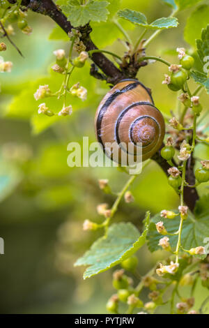 Jardin agréable scène avec Grove (escargot Cepaea nemoralis) dans la région de Berry (Ribes rubrum) Banque D'Images