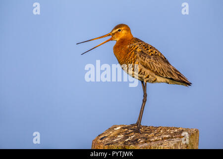 Barge à queue noire (Limosa limosa) perché et appelez de territoriaux en bois clôture pré post sur Banque D'Images