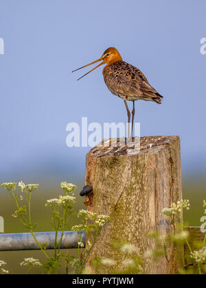 Barge à queue noire (Limosa limosa) perché et appelez de poster sur bois clôture meadow Banque D'Images