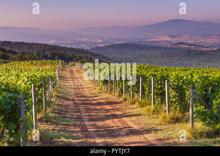 Chemin de terre à travers le vignoble du Chianti dans les collines toscanes sur un matin d'été, Italie Banque D'Images