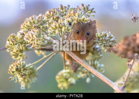 Micromys minutus (souris) se nourrissant de graines de persil de vache (Anthriscus sylvestris) et à la recherche dans l'appareil photo Banque D'Images