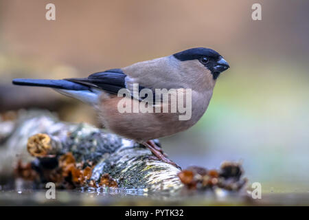 Canard colvert femelle (Pyrrhula pyrrhula) perché sur log et l'eau potable. C'est un passereau d'Europe et d'élevage d'un tempérés Banque D'Images