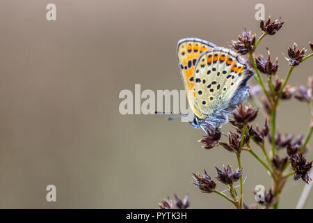 (Lycaena tityrus fuligineux) perché sur les fleurs de fleur (Juncus acutiflorus) sur fond gris Banque D'Images