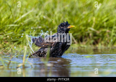 L'Étourneau sansonnet (Sturnus vulgaris) en prenant un bain d'eau dans une piscine par une chaude journée d'été ensoleillée Banque D'Images