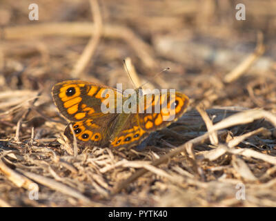 Beau mur sauvages (Lasiommata megera papillon brun) - Reposant sur le sol Banque D'Images