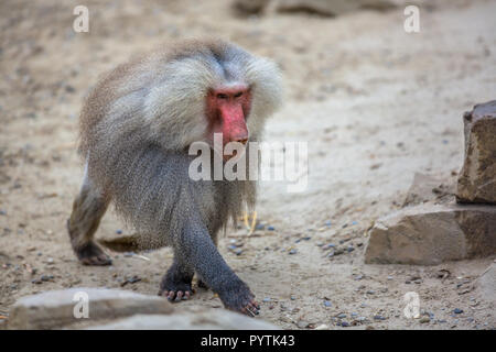 Le babouin (Papio hamadryas mâle hamadryas) Promenade à pied à travers le sable. C'est une espèce de la famille des singes du Vieux Monde. Banque D'Images