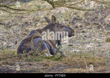 L'orignal (Amérique du Nord) ou de l'élan (Alces alces), l'Eurasie, est la plus grande espèce existante de la famille des cervidés. Au repos des animaux adultes en vertu de l'arbre. Banque D'Images