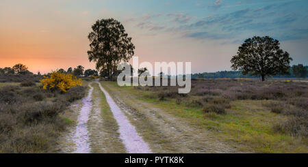 L'été chaud Coucher de soleil sur Hoorneboegse Heide avec Heath et le balai sur le Utrechtse Heuvelrug près de Hilversum, Pays-Bas Banque D'Images