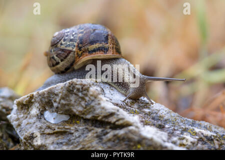 Escargot (Cornu aspersum) sur une pierre avec un fond coloré Banque D'Images