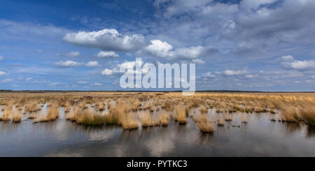 Panorama de tourbières soulevées dans la réserve naturelle Natura 2000 Fochtelooerveen sur la frontière de Drenthe et de la Frise, Pays-Bas Banque D'Images