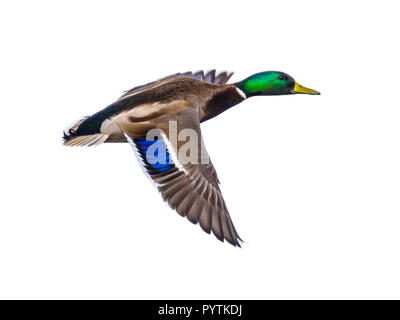 Canard colvert Canard mâle en vol sur fond blanc avec clipping path Banque D'Images