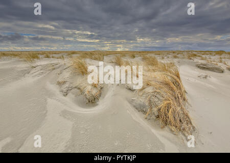 Les jeunes en formation sur les dunes de l'île dans la mer de Wadden Rottumerplaat, Pays-Bas Banque D'Images