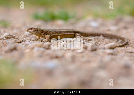 Le lézard vivipare (Zootoca vivipara) sur le gravier. Ce lézard eurasienne vit plus au nord que les autres espèces de reptiles, et la plupart des populations sont vivi Banque D'Images