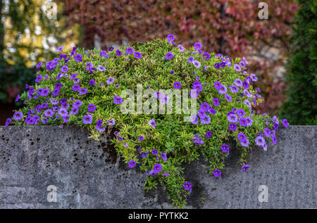 Façade de maison. Plante en fleurs, fleurs pourpre bleu sur un mur de béton, le flou d'arrière-plan de jardin Banque D'Images