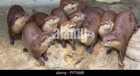 Groupe d'oriental funny otter cendrées (Aonyx cinerea syn. Amblonyx cinereus) à la recherche d'hôtesse à spectateurs Banque D'Images