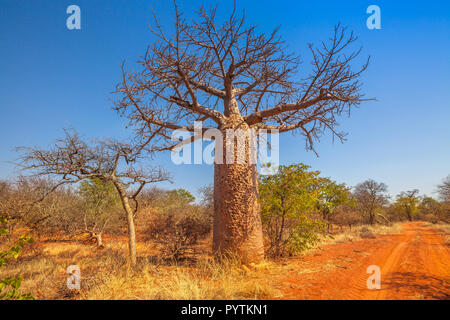 Baobab également connu sous le nom de pain de singe arbres, tabaldi ou bouteille à Musina, arbres Nature Reserve, l'une des plus importantes collections de baobabs en Afrique du Sud. Jeu du Limpopo et réserves naturelles. Banque D'Images