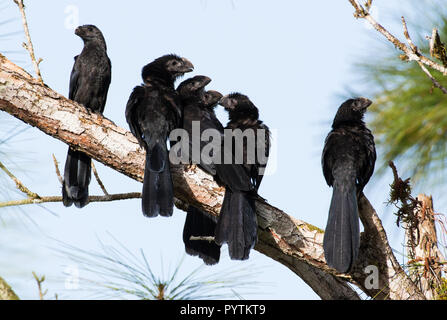 Une famille d'Anis à bec lisse s'asseoir dans un arbre mort par temps clair. Banque D'Images