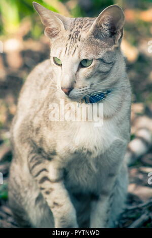 Image portrait d'un chat domestique full frame Banque D'Images