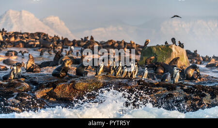 Pingouins africains sur l'île Seal. Colonie de phoques sur l'arrière-plan. Manchot Spheniscus demersus,, également connu sous le nom de jackass penguin et noir-foo Banque D'Images