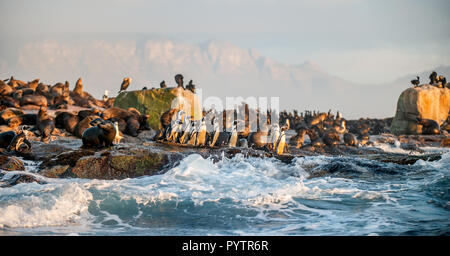 Pingouins africains sur l'île Seal. Colonie de phoques sur l'arrière-plan. Manchot Spheniscus demersus,, également connu sous le nom de jackass penguin et noir-foo Banque D'Images