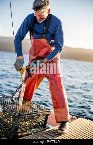 Mid adult man le déchargement des crustacés des pots. Banque D'Images