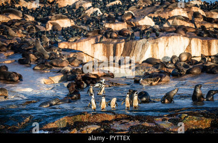 Pingouins africains sur l'île Seal. Colonie de phoques sur l'arrière-plan. Manchot Spheniscus demersus,, également connu sous le nom de jackass penguin et noir-foo Banque D'Images