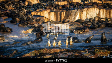 Pingouins africains sur l'île Seal. Colonie de phoques sur l'arrière-plan. Manchot Spheniscus demersus,, également connu sous le nom de jackass penguin et noir-foo Banque D'Images