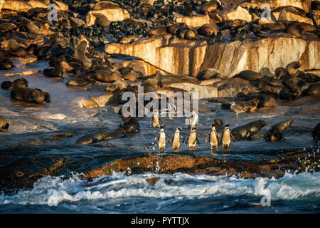 Pingouins africains sur l'île Seal. Colonie de phoques sur l'arrière-plan. Manchot Spheniscus demersus,, également connu sous le nom de jackass penguin et noir-foo Banque D'Images