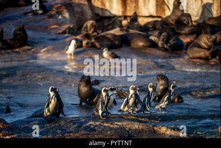 Pingouins africains sur l'île Seal. Colonie de phoques sur l'arrière-plan. Manchot Spheniscus demersus,, également connu sous le nom de jackass penguin et noir-foo Banque D'Images