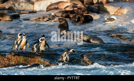 Pingouins africains sur l'île Seal. Colonie de phoques sur l'arrière-plan. Manchot Spheniscus demersus,, également connu sous le nom de jackass penguin et noir-foo Banque D'Images