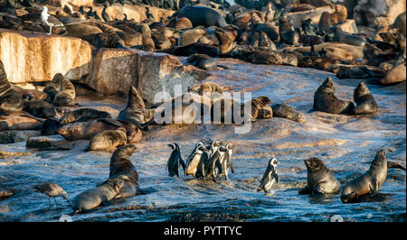 Pingouins africains sur l'île Seal. Colonie de phoques sur l'arrière-plan. Manchot Spheniscus demersus,, également connu sous le nom de jackass penguin et noir-foo Banque D'Images