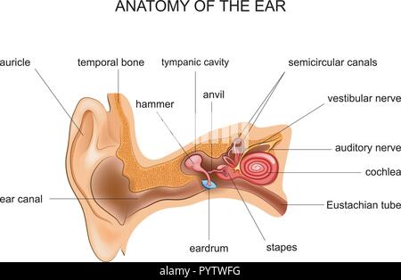 Vector illustration d'oreille humaine anatomie. ENT Illustration de Vecteur