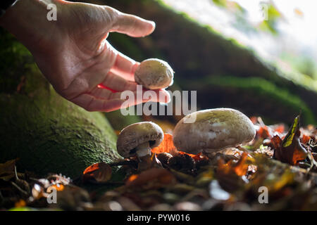 Close Up de cueillette à la main des champignons sauvages dans les bois Banque D'Images