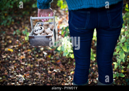 Close Up of Woman Holding Baket en bois de champignons sauvages fraîchement cueillis Banque D'Images