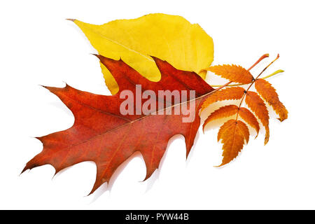 Les feuilles d'automne d'un érable, peuplier et frêne de montagne isolé sur fond blanc Banque D'Images