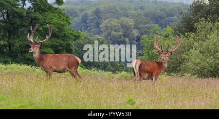 Berghoff rouge dans un parc anglais (Cervus elaphus) Banque D'Images