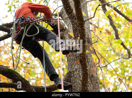 Waldenbuch, Allemagne. 30Th Oct, 2018. Un travailleur forestier scies un trou dans un arbre pendant la présentation de mesures visant à protéger l'Juchten ponderosa dans le cadre du projet ferroviaire Stuttgart 21. Ce trou est de servir de base à l'établissement d'Juchtenkäfern plus tard. À titre de compensation pour les arbres abattus à Stuttgart, les mesures sont réalisées dans une forêt près de Waldenbuch à garantir et améliorer l'habitat des populations de scolytes Juchten y vivre à long terme. Crédit : Sébastien Gollnow/dpa/Alamy Live News Banque D'Images