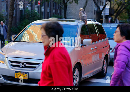 New York City, USA. 30Th Oct, 2018. Les New-yorkais semblent impassibles par l'observation d'une buse à queue rouge sur une voiture à Manhattan. Les malades, peut-être blessés hawk après l'atterrissage sur le trottoir, et des mains sur le toit d'une voiture. Banque D'Images