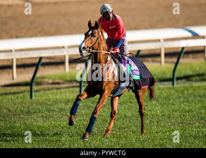 Louisville, Kentucky, USA. 29 Oct, 2018. 29 octobre 2018 : Waldgeist (GB), formé par André Fabre, exercices en préparation de la Breeders' Cup Turf à Churchill Downs le 29 octobre 2018 à Louisville, Kentucky. Evers/ESW/CSM/Alamy Live News Banque D'Images