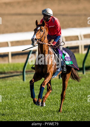 Louisville, Kentucky, USA. 29 Oct, 2018. 29 octobre 2018 : Waldgeist (GB), formé par André Fabre, exercices en préparation de la Breeders' Cup Turf à Churchill Downs le 29 octobre 2018 à Louisville, Kentucky. Evers/ESW/CSM/Alamy Live News Banque D'Images