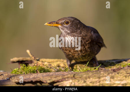 Merle noir (Turdus merula) Femelle sur bois moussus à vers le bas pour l'alimentation Banque D'Images