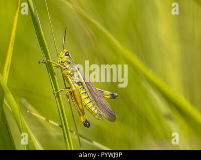 Grand Marais sauterelle (Stethophyma grossum). La menace d'espèces d'insectes typiques pour les marais et les habitats de marais Banque D'Images