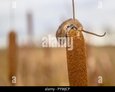 Souris Micromys minutus (récolte) escalade en haut de fleurs de quenouilles à feuilles larges (Typha latifolia) dans l'habitat naturel en extérieur Banque D'Images