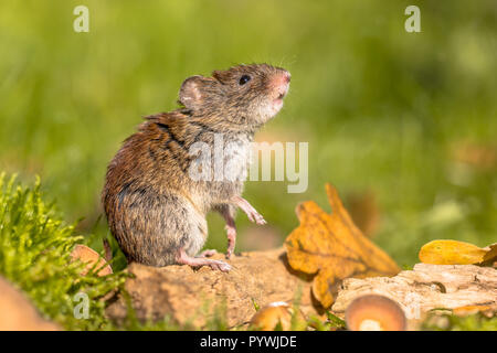 Campagnol roussâtre (Myodes sauvages glareolus) souris posant sur ses pattes et à la scène à partir de l'automne de sol forestier avec des feuilles mortes et de glands Banque D'Images